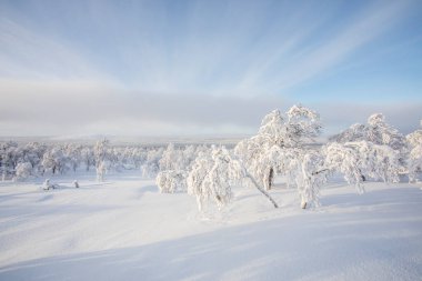 Pallas Yllastunturi Ulusal Parkı, Laponya, Finlandiya 'da kış manzarası