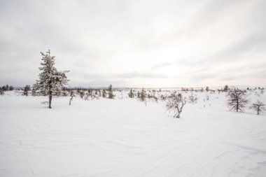 Winter landscape in Pallas Yllastunturi National Park, Lapland, northern Finland.