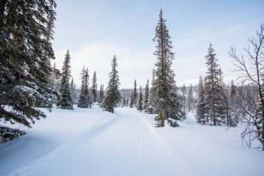 Winter landscape in Pallas Yllastunturi National Park, Lapland, northern Finland.