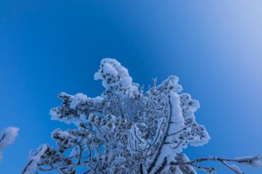 Winter landscape in Pallas Yllastunturi National Park, Lapland, northern Finland.
