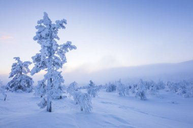 Pallas Yllastunturi Ulusal Parkı, Laponya, Finlandiya 'da kış manzarası