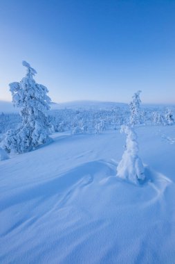 Pallas Yllastunturi Ulusal Parkı, Laponya, Finlandiya 'da kış manzarası