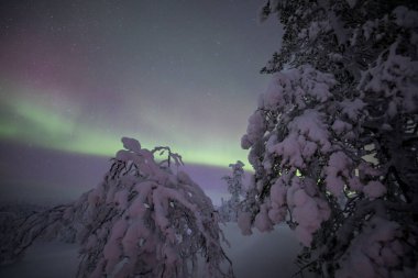 Northern lights in Pallas Yllastunturi National Park, Lapland, northern Finland