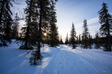 Pallas Yllastunturi Milli Parkı, Laponya, Finlandiya 'da kayak gezisi