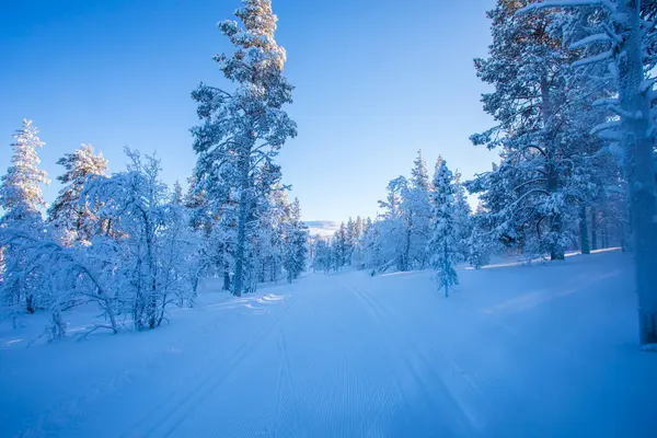 Winter landscape in Pallas Yllastunturi National Park, Lapland, northern Finland.