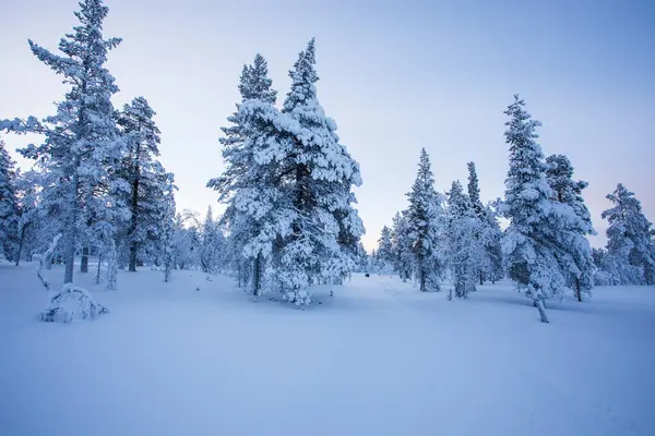 Winter landscape in Pallas Yllastunturi National Park, Lapland, Finland