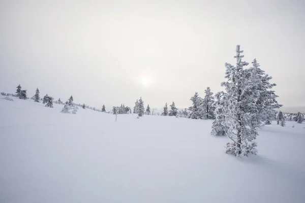 Winter Landscape Pallas Yllastunturi National Park Lapland Northern Finland — стоковое фото