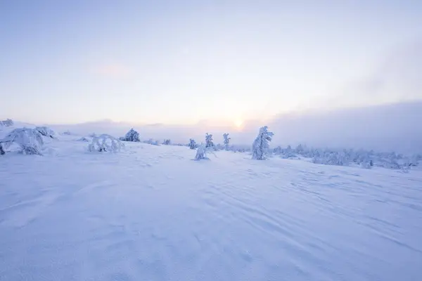 Зимний Пейзаж Национальном Парке Палластунтури Лапландия Финляндия — стоковое фото