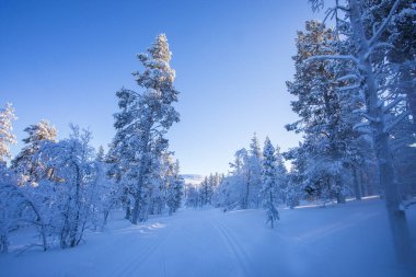 Pallas Yllastunturi Ulusal Parkı, Laponya, Finlandiya 'da kış manzarası