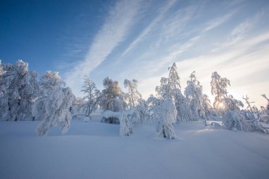 Pallas Yllastunturi Ulusal Parkı, Laponya, Finlandiya 'da kış manzarası
