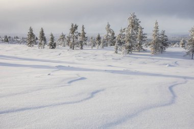 Winter landscape in Pallas Yllastunturi National Park, Lapland, northern Finland.