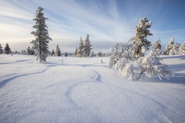 Pallas Yllastunturi Ulusal Parkı, Laponya, Finlandiya 'da kış manzarası