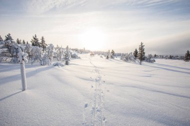 Winter landscape in Pallas Yllastunturi National Park, Lapland, northern Finland.