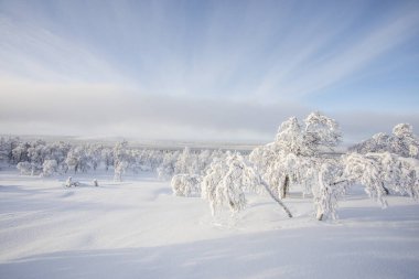 Pallas Yllastunturi Ulusal Parkı, Laponya, Finlandiya 'da kış manzarası