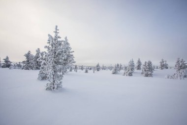 Pallas Yllastunturi Ulusal Parkı, Laponya, Finlandiya 'da kış manzarası