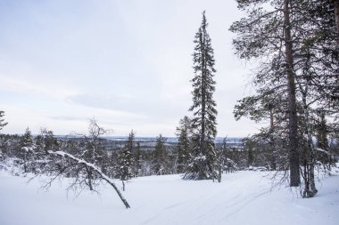 Pallas Yllastunturi Ulusal Parkı, Laponya, Finlandiya 'da kış manzarası