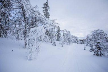 Winter landscape in Pallas Yllastunturi National Park, Lapland, northern Finland.