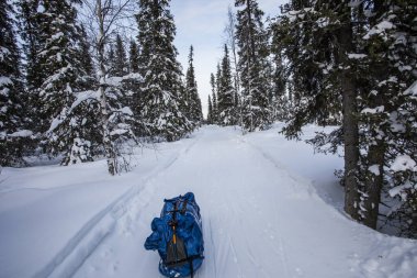 Pallas Yllastunturi Milli Parkı, Laponya, Finlandiya 'da kayak gezisi