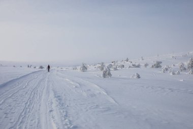 Ski expedition in Pallas Yllastunturi National Park, Lapland, northern Finland.