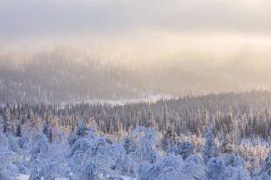 Pallas Yllastunturi Ulusal Parkı, Laponya, Finlandiya 'da kış manzarası