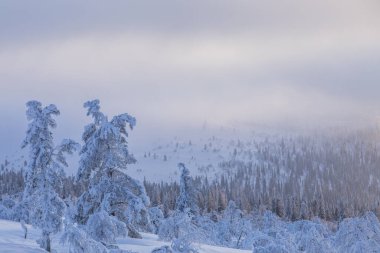 Pallas Yllastunturi Ulusal Parkı, Laponya, Finlandiya 'da kış manzarası