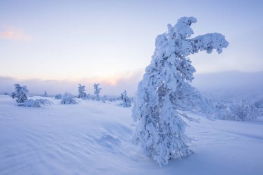 Winter landscape in Pallas Yllastunturi National Park, Lapland, northern Finland.