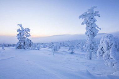 Pallas Yllastunturi Ulusal Parkı, Laponya, Finlandiya 'da kış manzarası