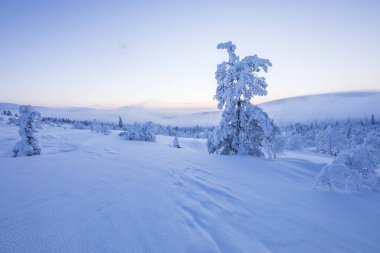 Pallas Yllastunturi Ulusal Parkı, Laponya, Finlandiya 'da kış manzarası
