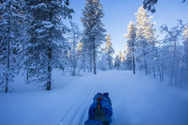 Ski expedition in Pallas Yllastunturi National Park, Lapland, northern Finland.