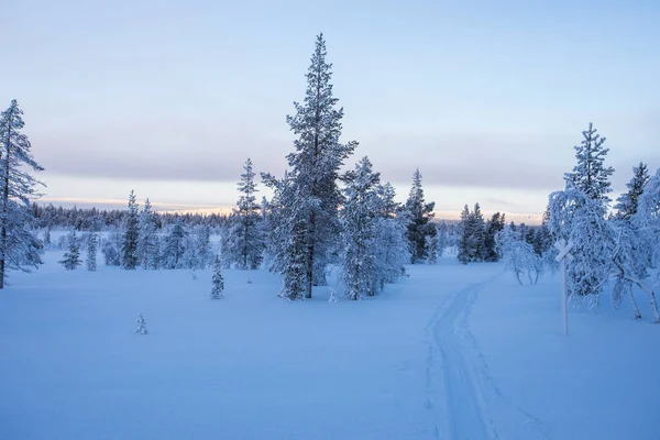 Pallas Yllastunturi Ulusal Parkı Laponya Finlandiya Kış Manzarası — Stok fotoğraf