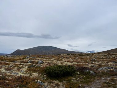 Sonbaharda Norveç 'teki Dovrefjell Ulusal Parkı' nda misk öküzü. Avrupa