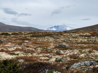 Sonbaharda Norveç 'teki Dovrefjell Ulusal Parkı' nda misk öküzü. Avrupa