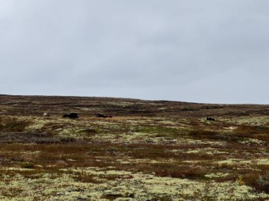 Sonbaharda Norveç 'teki Dovrefjell Ulusal Parkı' nda misk öküzü. Avrupa