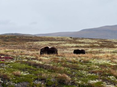 Sonbaharda Norveç 'teki Dovrefjell Ulusal Parkı' nda misk öküzü. Avrupa