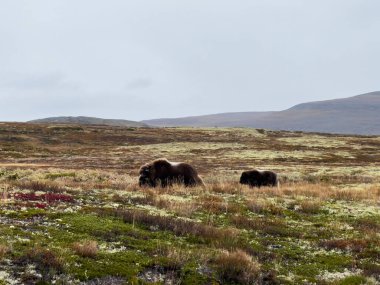 Sonbaharda Norveç 'teki Dovrefjell Ulusal Parkı' nda misk öküzü. Avrupa