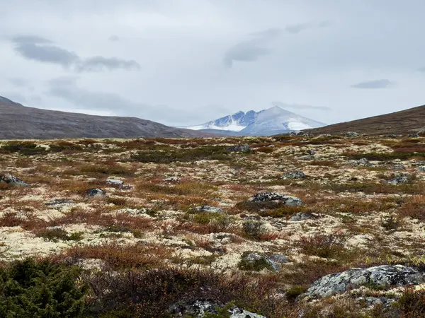 Маск Окс Восени Національному Парку Доврефельда Норвегії Європі — стокове фото