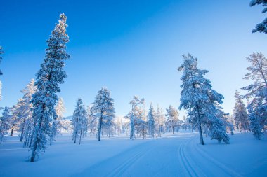 Pallas Yllastunturi Ulusal Parkı, Laponya, Finlandiya 'da kış manzarası