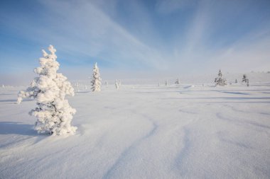 Pallas Yllastunturi Ulusal Parkı, Laponya, Finlandiya 'da kış manzarası