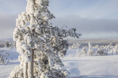 Winter landscape in Pallas Yllastunturi National Park, Lapland, northern Finland.