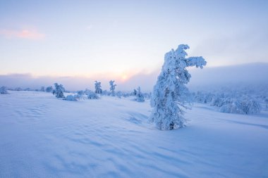 Winter landscape in Pallas Yllastunturi National Park, Lapland, northern Finland.