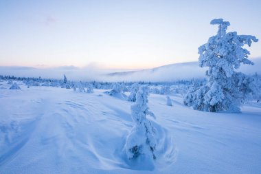 Pallas Yllastunturi Ulusal Parkı, Laponya, Finlandiya 'da kış manzarası