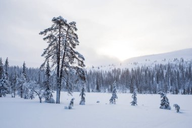 Winter landscape in Pallas Yllastunturi National Park, Lapland, Finland