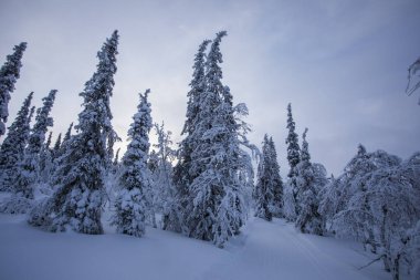 Pallas Yllastunturi Ulusal Parkı, Laponya, Finlandiya 'da kış manzarası