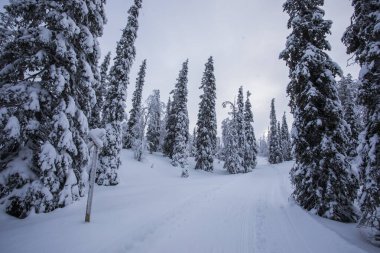 Winter landscape in Pallas Yllastunturi National Park, Lapland, northern Finland.