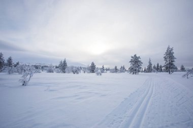 Pallas Yllastunturi Ulusal Parkı, Laponya, Finlandiya 'da kış manzarası