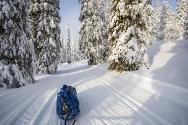 Ski expedition in Pallas Yllastunturi National Park, Lapland, northern Finland.