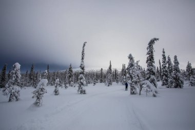 Pallas Yllastunturi Milli Parkı, Laponya, Finlandiya 'da kayak gezisi