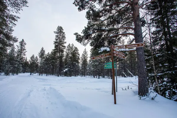 Pallas Yllastunturi Milli Parkı, Laponya, Finlandiya 'da kayak gezisi