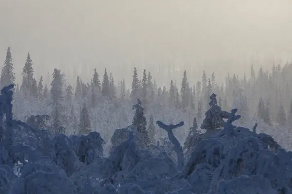 Winter Landscape Pallas Yllastunturi National Park Lapland Finland — Stock Photo, Image