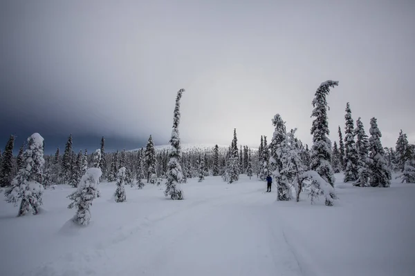 Ski Expedition Pallas Yllastunturi National Park Lapland Finland — стоковое фото
